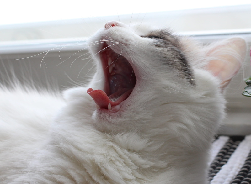yawning, mouth, white color, close up, animal, cute, adorable, pet, cat, animal body part, domestic animals, long hair, portrait, 2K, animal mouth, facial expression