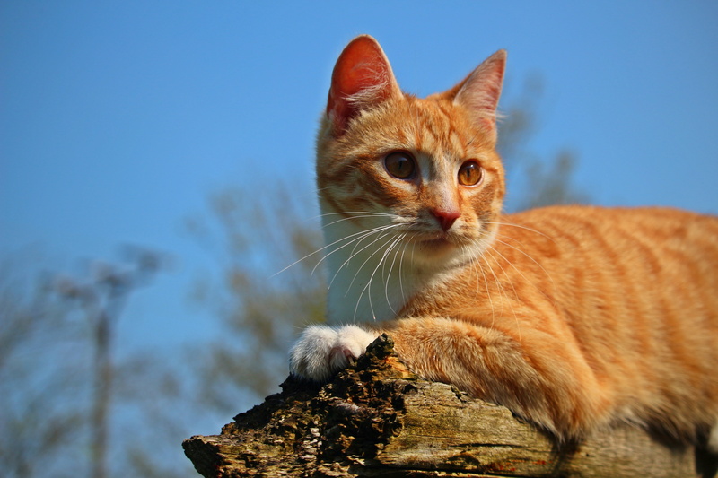 mammal, 5K, reclining, animal themes, pets, log, tabby, one animal, domestic, whisker, tiger cat, feline, ginger cat, no people, domestic cat, brown, blue