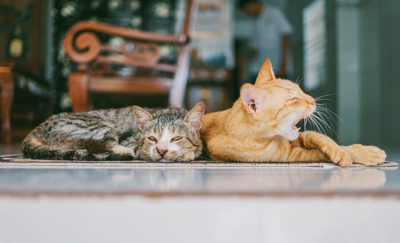 selective focus, cats, resting, napping, group of animals, two animals, domestic cat, adorable, surface level, fur, reclined, brown, orange, no people
