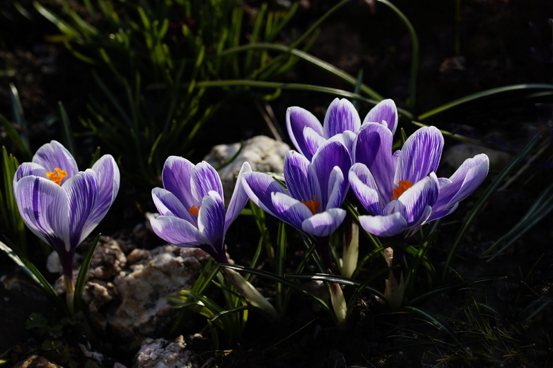 outdoors, flower head, flower, inflorescence, plant, petal, 5K, land, freshness, violet, purple crocus, no people, crocus, purple, blossom, focus on foreground