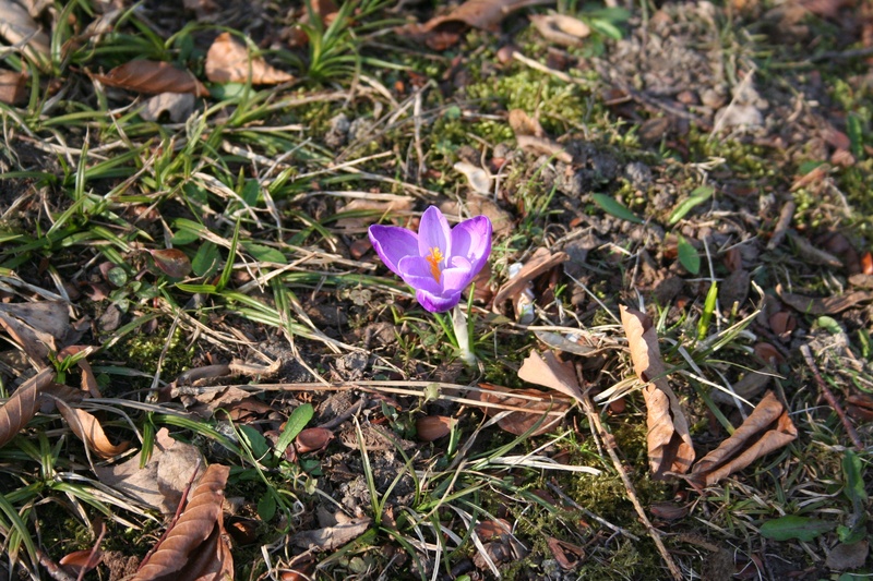 close-up, beauty in nature, freshness, plant, iris, spring, flower head, high angle view, field, early bloomer, petal, purple, day, outdoors, flower, flowering plant