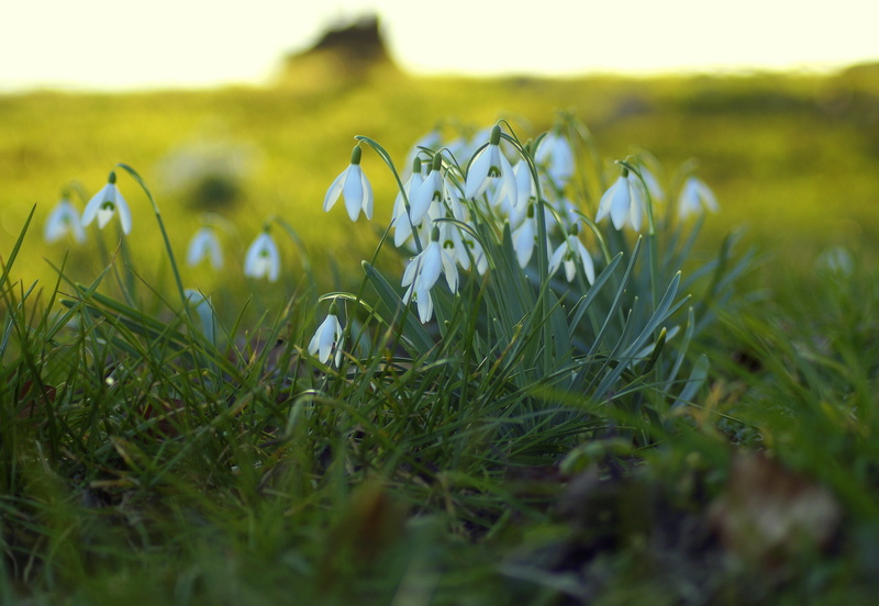 idyll, snowdrop, 4K, close up, signs of spring, field, environment, surface level, early bloomer, green color, fragility, outdoors, plant, meadow, flower
