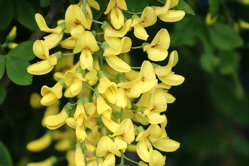 flower head, laburnum, fragility, day, bush, yellow, yellow shrub, petal, blossom, cytisine, vulnerability, freshness, ornamental flower, flowers, plant
