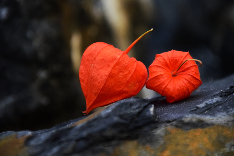 lampionblume, close-up, schwarzbunt, physalis alkekengi, flower, gutter, autumn, flower head, vulnerability, plant, leaves, red, no people, two, bright