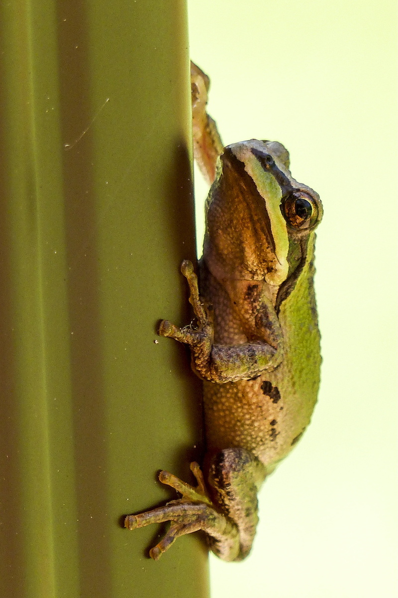 brown, no people, animals in the wild, 4K, hanging, clued, animal wildlife, close-up, tiny, reptile, outdoors, amphibian, selective focus, animal themes