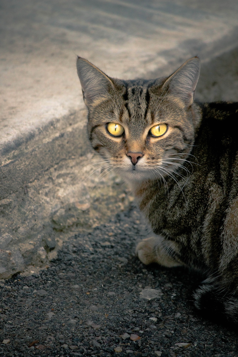 animal eye, gutter, cute, looking, close-up, one animal, portrait, domestic Cat, feline, mammal, focus on foreground, whisker, relaxation, sitting, domestic animals
