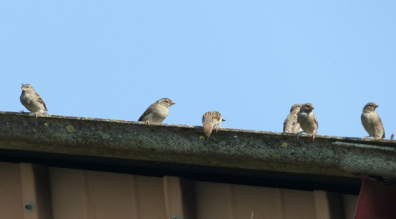 perching, clear sky, low angle view, vertebrate, animal themes, animal wildlife, group of animals, beak, no people, sparrows, railing, blue, sky, 4K, architecture