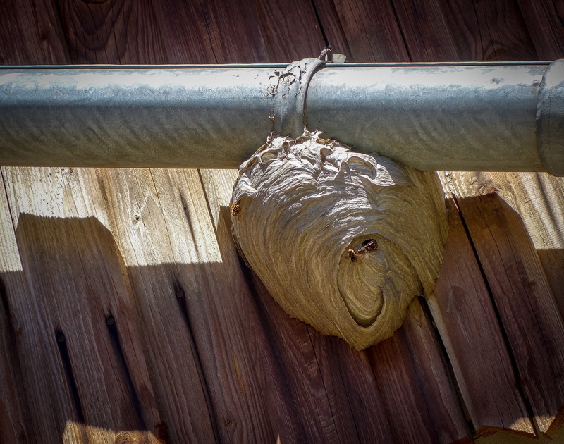the hive, motion, wood, insect, sting, pattern, wood grain, close-up, wasp, high angle view, nature, macro, close up, one animal, mammal, gutter, wasps dwelling