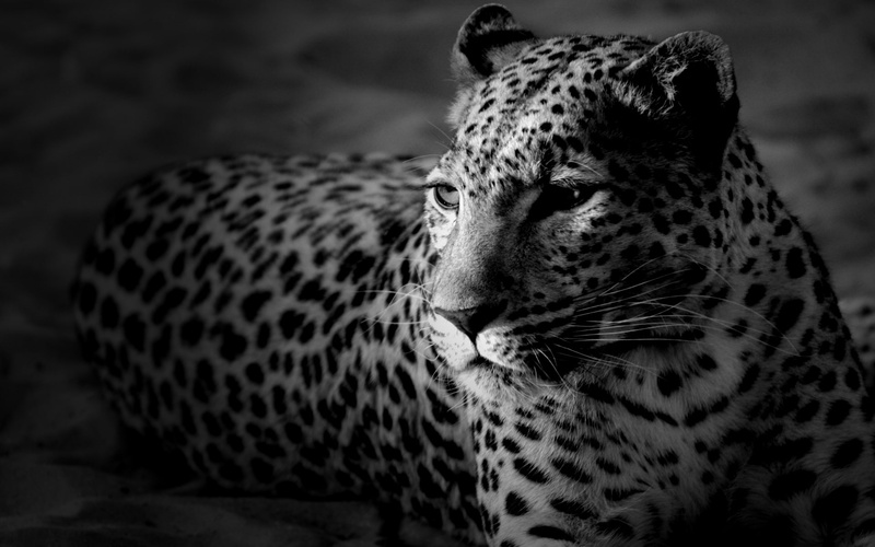 white, 1080P, photography, black, black and white, fur, leopard, animals