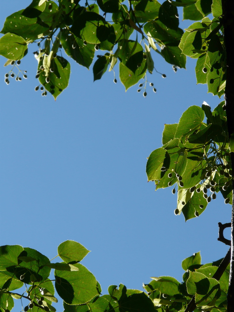 branch, tranquility, Tree, mallow, blue, growth, 2K, Seeds, fruit, Capsules, tilia cordata, malvaceae, stone linde, leaf, plant part, sky, nature, winter linde