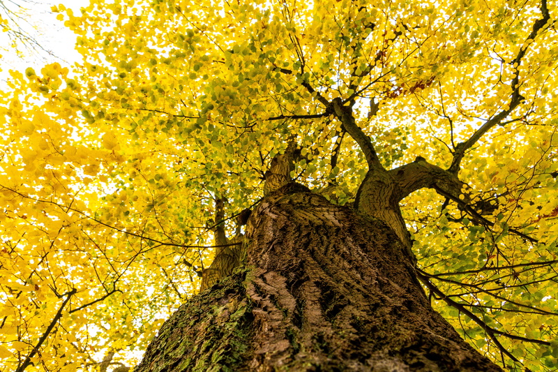 nature, bright, yellow, low angle view, leaf, tree, tree canopy, linde, directly below, beauty in nature, plant part, trunk, no people, fall foliage, fall color