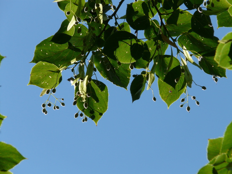 linden seeds, seeds, 2K, clear sky, food, growth, sunlight, mallow, stone linde, tilia cordata, capsules, beauty in nature, blue, sky, winter linde, branch