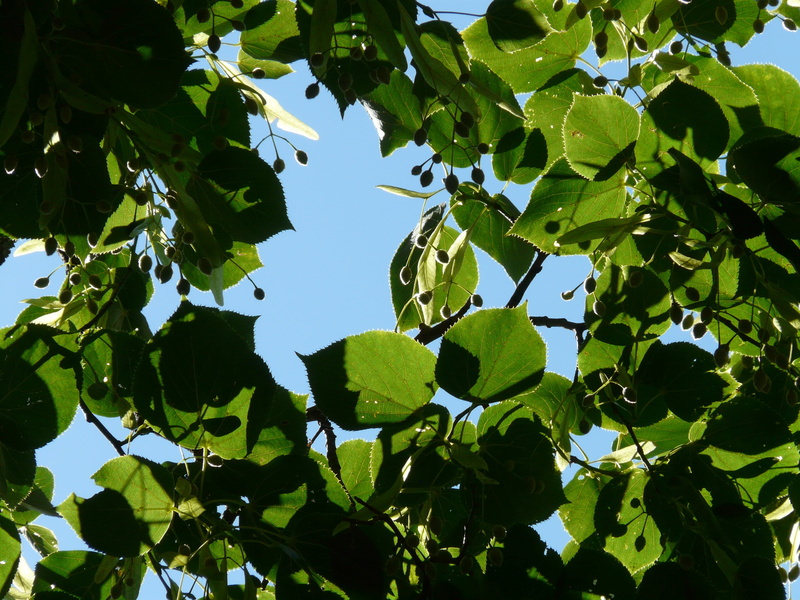 malvaceae, food, 2K, backgrounds, plant part, tree, plant, green Color, tilia cordata, sunlight, day, tilioideae, fruit, winter linde, nature, summer