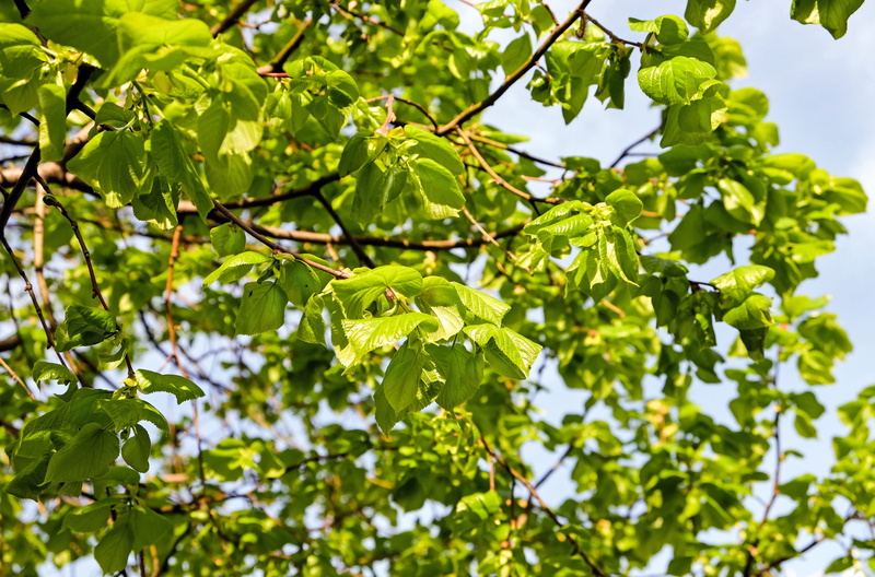 day, growth, aesthetic, freshness, 4K, nature, low angle view, outdoors, tree, beauty in nature, plant, focus on foreground, no people, close-up, food
