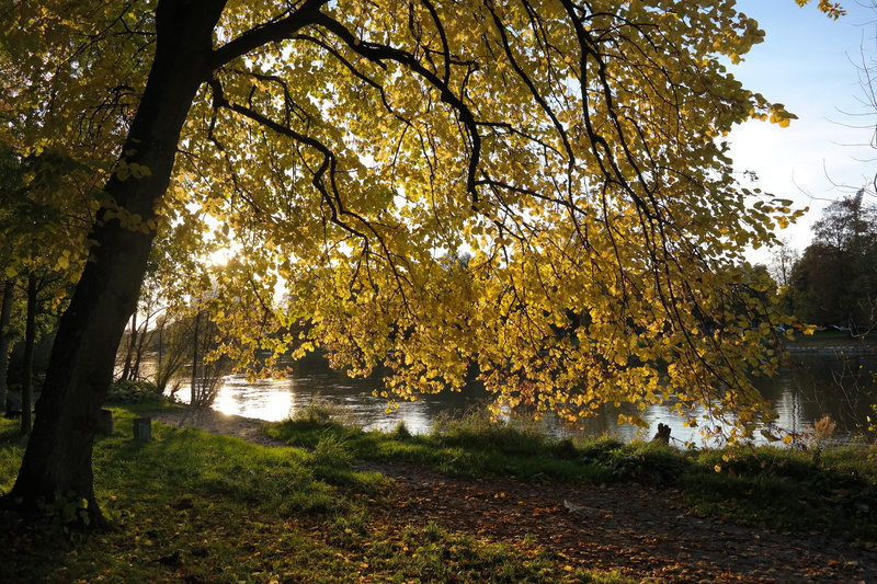 leaves, day, mallow, tilia, land, lake, eurybia linde, nature, promenade, lime, river floodplain, tranquil scene, malvaceae, summer linde, fall color, bank