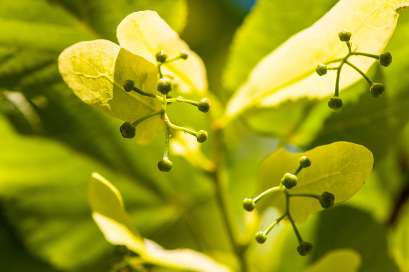 nature, food and drink, linde, outdoors, close up, 4K, beauty in nature, plant part, day, growth, green, green color, close-up, healthy eating, selective focus