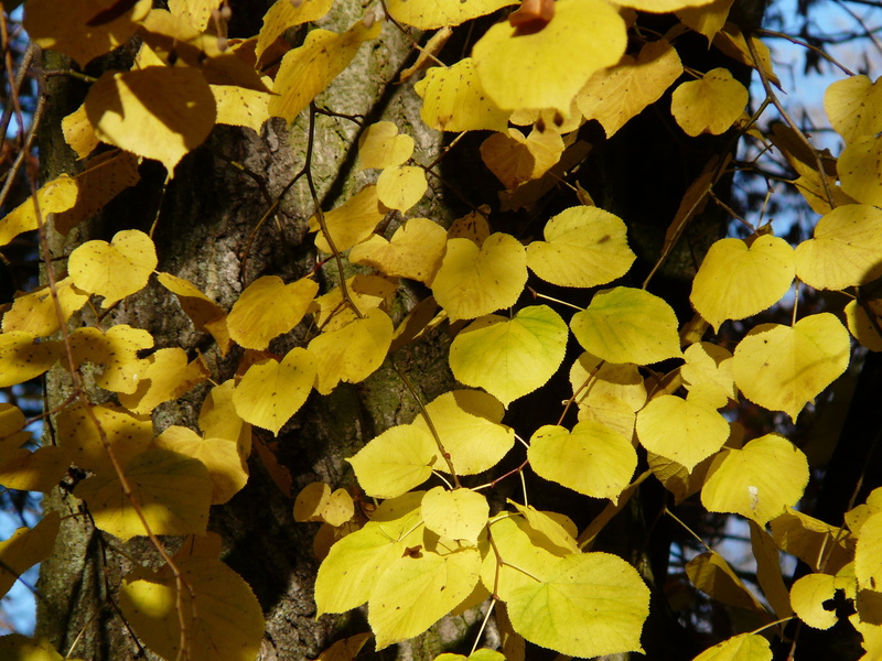 golden, outdoors, golden october, autumn, close-up, growth, stone linde, no people, lipovina, winter linde, fall foliage, 2K, vulnerability, golden autumn