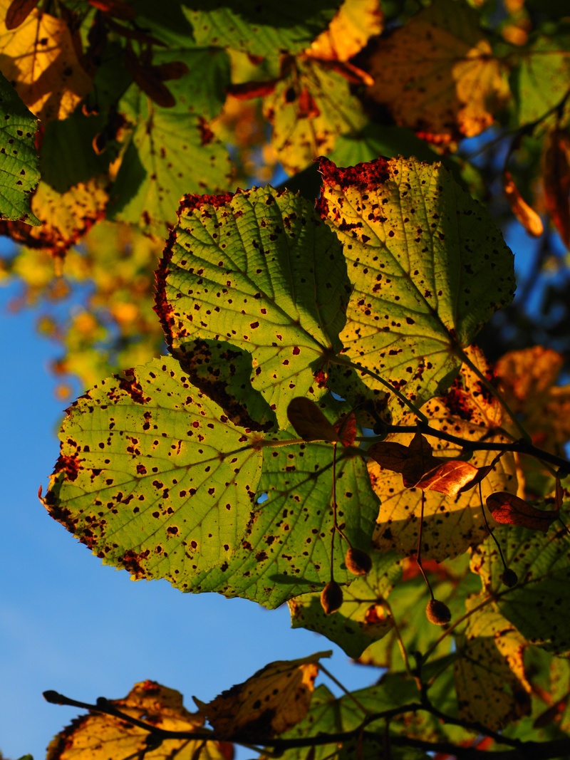 day, outdoors, mallow, close-up, sunny, tilioideae, lime tree, sunlight, sky, tree, beauty in nature, plant part, no people, lime plant, tilia, change