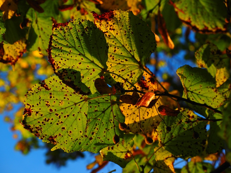 tilia cordata, lime plant, tree, growth, day, mallow, fall foliage, linde, sunny, autumn, close-up, leaf, freshness, change, no people, stone lime tree