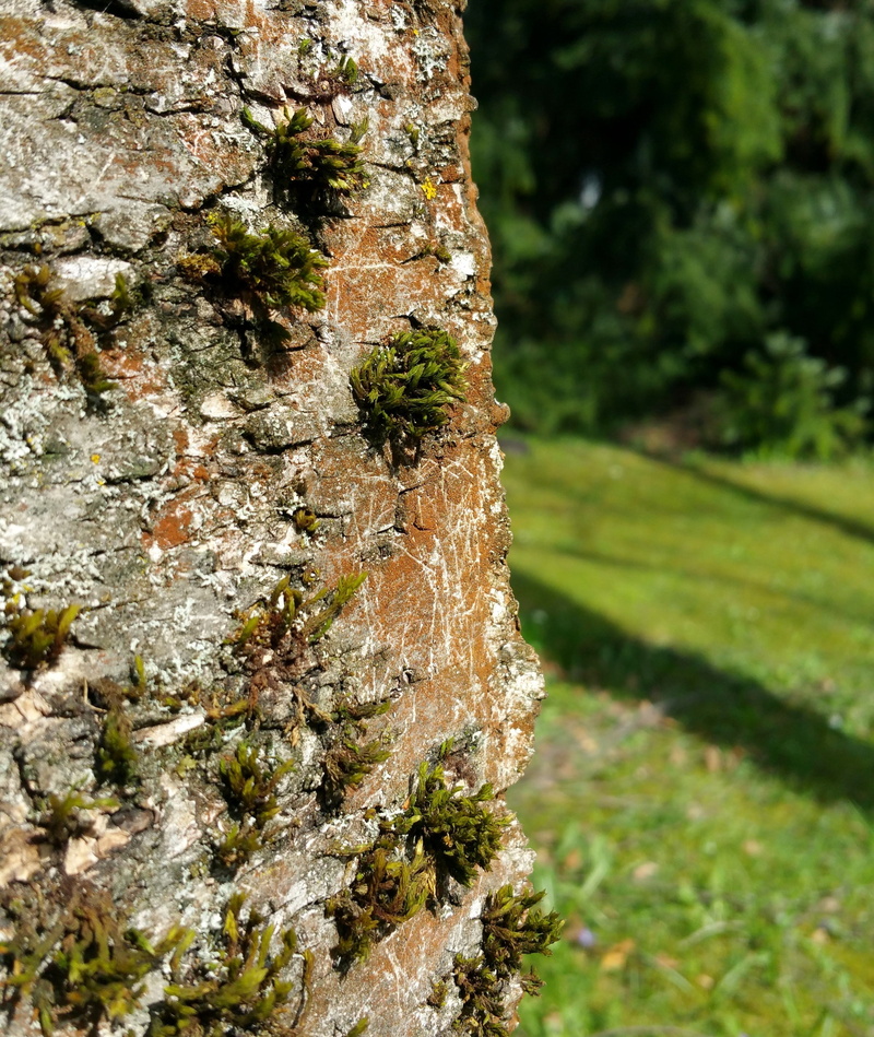 land, tree, textured, log, tree trunk, trunk, plant, lichen, linde, bark, focus on foreground, tree bark, rough, tranquility, green color, moss, nature