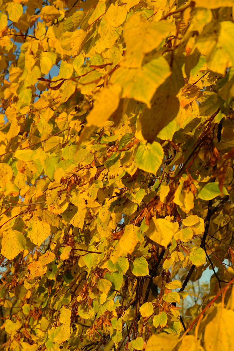 plant, gold Colored, abundance, lime, growth, maple leaf, close-up, natural condition, fall foliage, outdoors, lipovina, full frame, beauty in nature, season