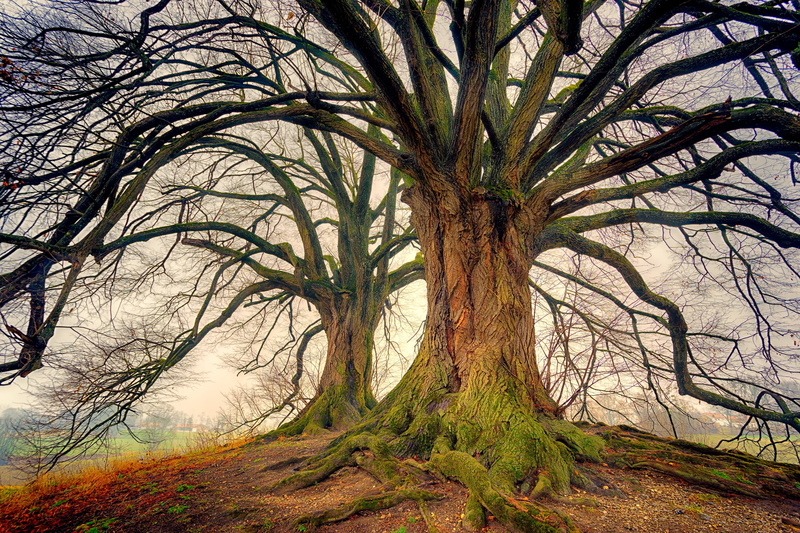 bare tree, tranquil scene, plant, day, old, environment, branch, growth, landscape, tree canopy, deciduous tree, sky, log, tree, branches, tribe, land