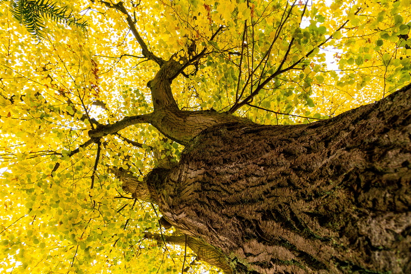 fall foliage, outdoors, no people, tree canopy, leaf, autumn, sunlight, beauty in nature, plant, linden, lipovina, bright, linde, 5K, tranquility, garden