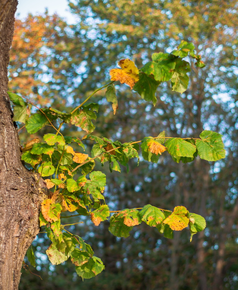 linde, autumn, branches, plant, season, ecology, bark, fall color, tree bark, beauty in nature, leaf, outdoors, tranquility, leaves, sunlight, green, close-up