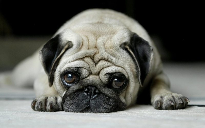 lonely, animal, little, 2K, large eyes, black ears, pug, animals