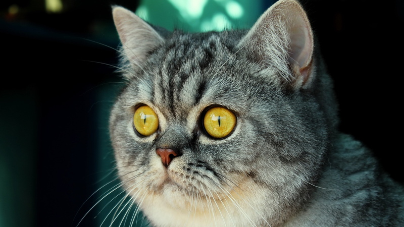 cat, vertebrate, domestic cat, whisker, animal, one animal, animal body part, no people, yellow eyes, 4K, portrait, pets, focus on foreground, close-up