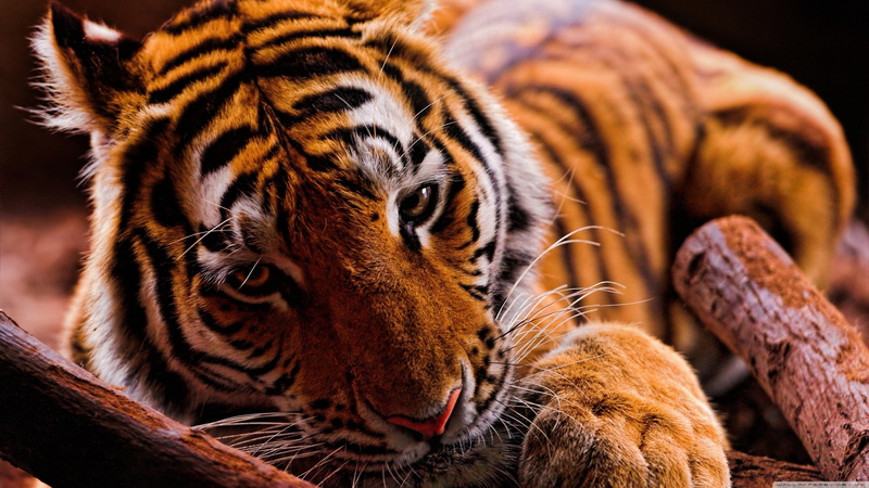close-up, endangered Species, looking, pets, tropical Rainforest, whisker, wildlife, fur, large, big Cat, animal Head, no people, cat, carnivore, black