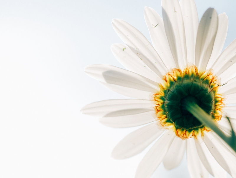 growth, 4K, petal, white color, corona, vulnerability, floral background, freshness, eye, flower background, pollen, beauty in nature, daisy