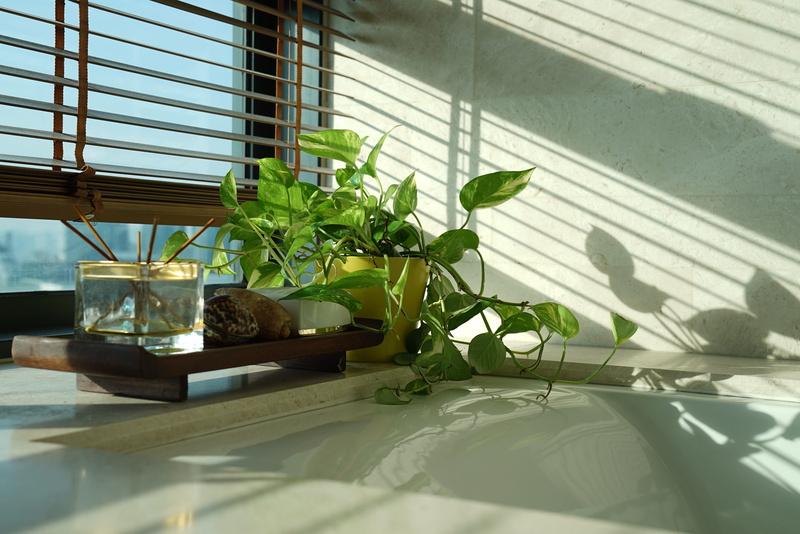 table, sun beam, glass - material, bath, no people, greenhouse, green color, houseplant, 4K, sunlight, happy morning, potted plant, plant, nature, window sill