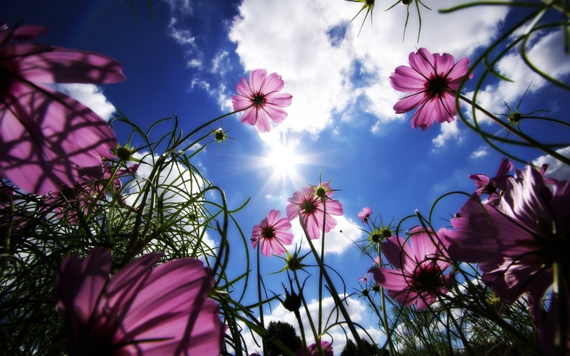 flowering plant, vulnerability, no People, flower Head, flower, petaled, springtime, sky, tree, fragility, sun, bright, blue, beauty In Nature, nature