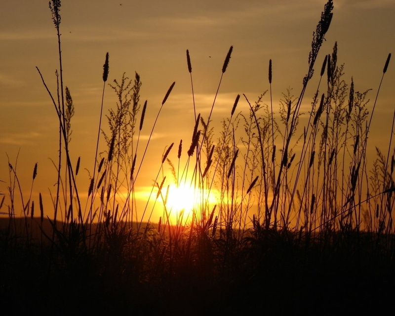 evening, no People, yellow, tranquil Scene, orange Color, morning, scenics, land, dawn, sun, agriculture, stain, outdoors, light - Natural Phenomenon, field