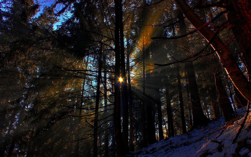 beams, nature and landscapes, sun, 1080P, forest, morning