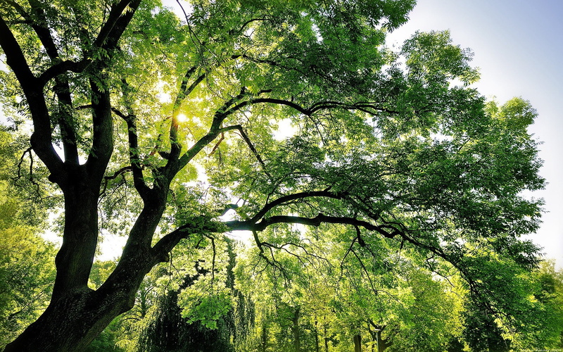 sun, scenics - nature, backgrounds, no People, tree, leaf, tranquility, tranquil Scene, scenics, bright, forest, plant, green Color, vibrant Color, outdoors