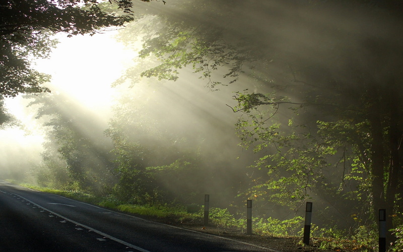 morning, road, day, transparent, plant, sky, autumn, fog, tranquil scene, branch, marking, rural Scene, mist, season, country Road, leaf, summer, branches