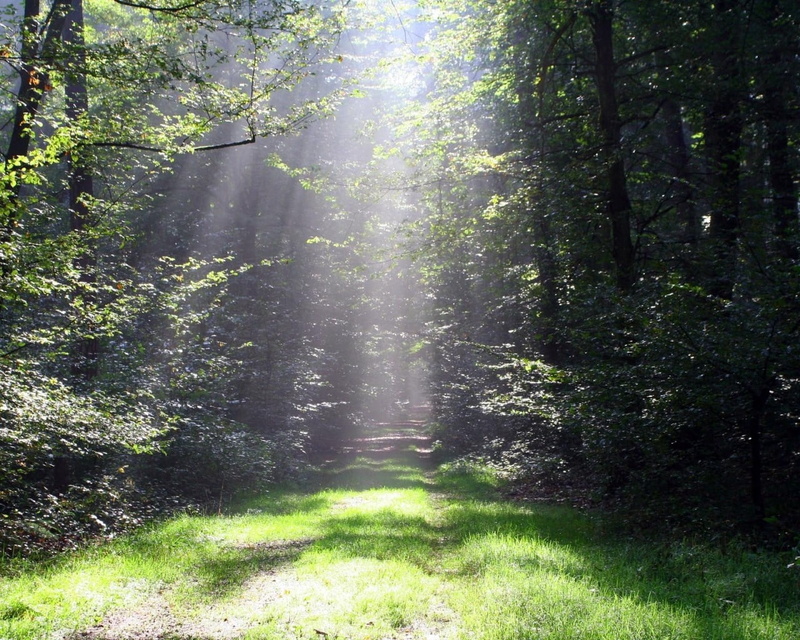 scenics - nature, woodland, footpath, tree, sunlight, track, plant, growth, green Color, day, wood, leaf, no People, tranquility, light, sunbeam, mist