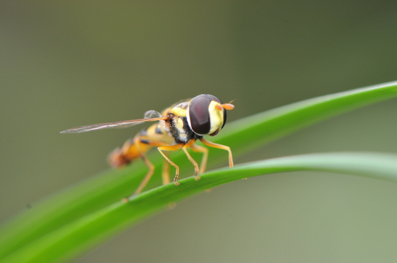 animal wildlife, insect, 4K, macro, natural, day, nature, spring, close, bug, wing, fauna, no people, season, green color, summer, park, green, red, leaf