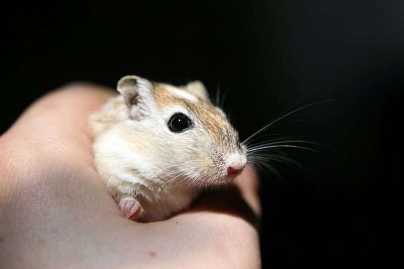 one animal, whisker, delightful, good, cute, dof, gorgeous, pretty, hold, wildlife, body part, person, grip, adorable, rat, one person, animal, sweet, indoors