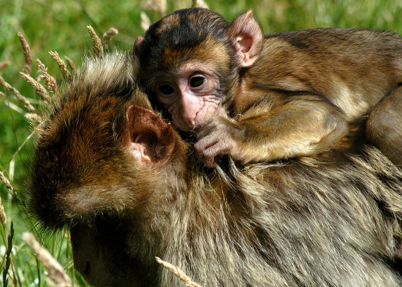 care, monkey, day, young, baby, little, appealing, two animals, child, animals in the wild, wildlife, group of animals, eat, 1080P, animal, park, close-up