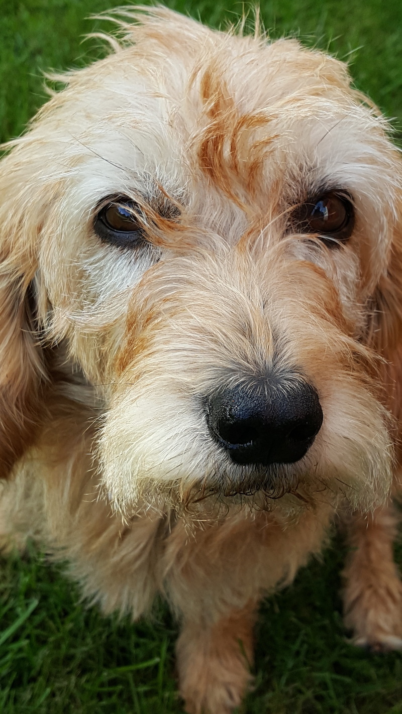 snout, close-up, no people, animal hair, animal body part, one animal, domestic, canine, portrait, basset, day, field, appealing, face, grass, dog, animal