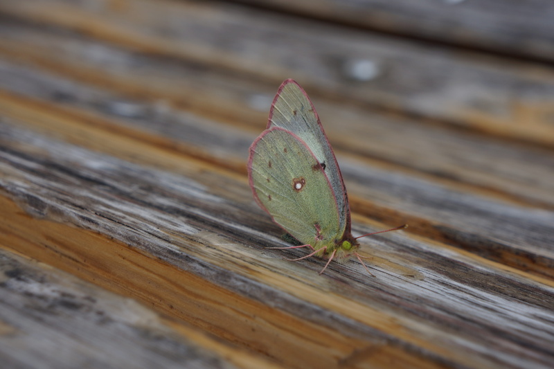 natural, wood - material, lovely, animal, green color, outdoors, plant part, high angle view, color, no people, brown, wing, attractive, bug, appealing