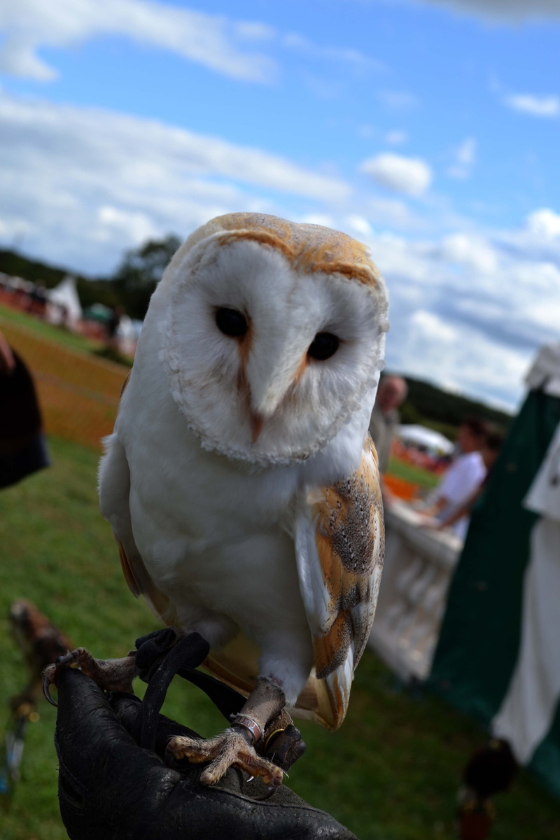 animal wildlife, animals in the wild, no people, birds, white, one animal, close-up, perching, vertebrate, animal, cloud - sky, white color, owl, parrot