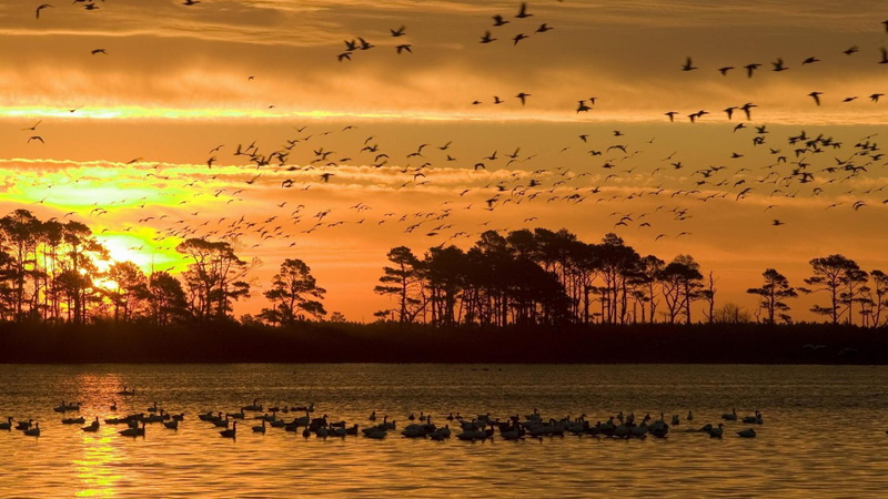 virginia, island, sunset, trees, chincoteague, refuge, birds, nature and landscapes, 1080P, wldlife
