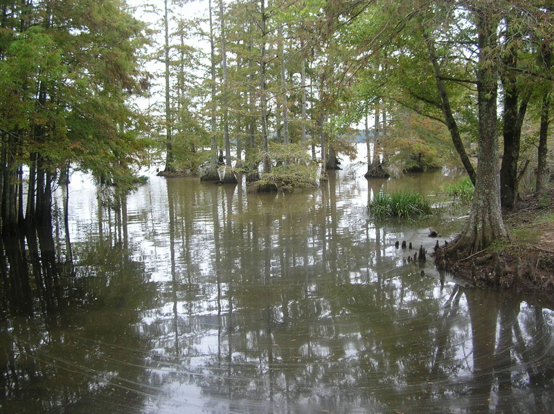 water, refuge, noxubee refuge, noxubee, 1080P, 3d and abstract