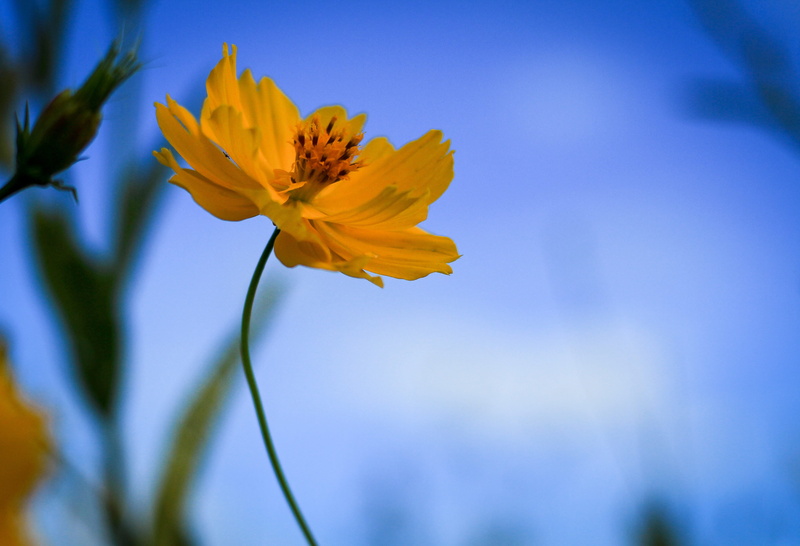 softness, 4K, plant, no people, blue, fragility, botany, beauty in nature, pollen, macro, petal, yellow flowers, close-up, sepal, outdoors, starburst