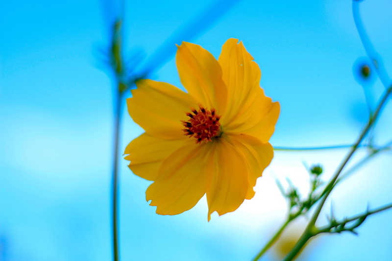 petal, vulnerability, growth, flower, cosmos flower, springtime, starburst, yellow, yellow flowers, freshness, inflorescence, pollen, flower head, flowering plant