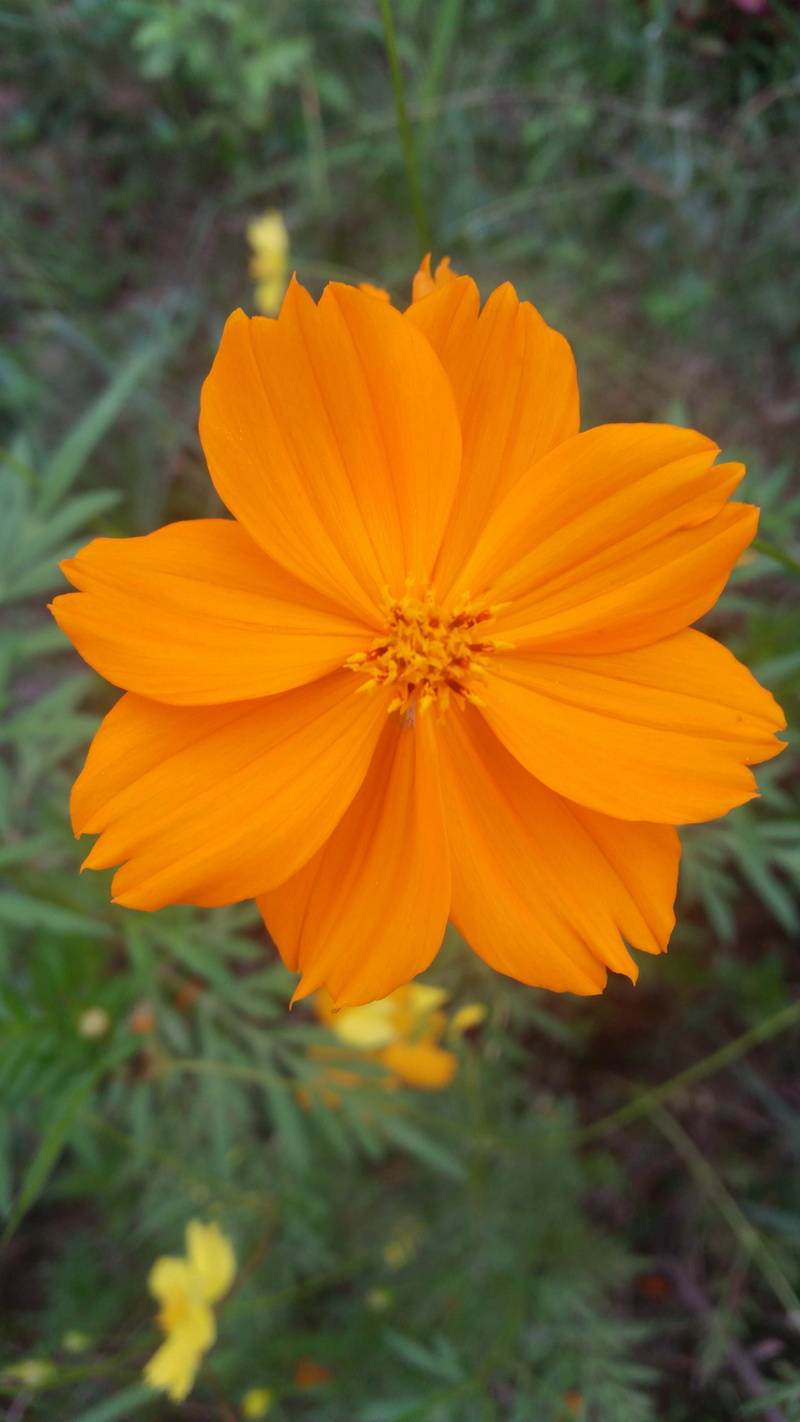 freshness, day, yellow, flowers thailand, pollen, vulnerability, beauty in nature, orange color, growth, yellow flowers, inflorescence, flower, fragility